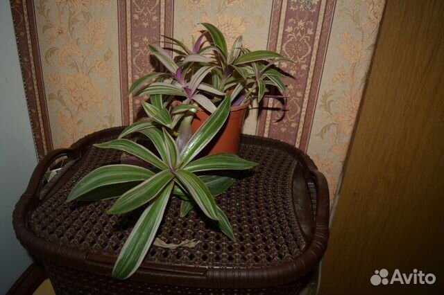 Рео трехцветный