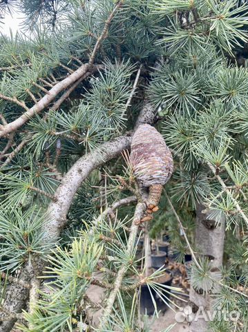 Кедр гималайский Пендула Cedrus Deodara Pendula