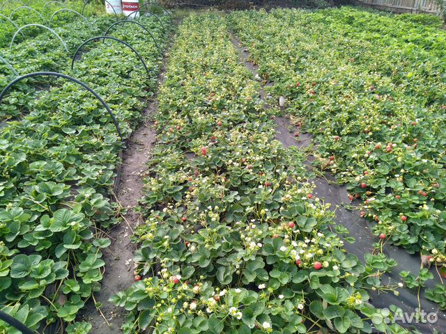 Рассада клубники Альбион, Азия