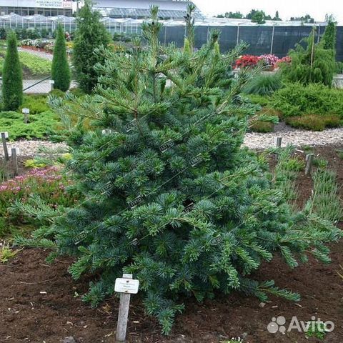 Сосна мелкоцветковая Негиши 90/100 Pinus parviflor