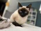 Тайская кошка объявление продам