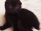 Вислоухая кошка черная