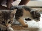 Два котёнкка объявление продам