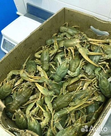 Раки с доставкой на дом