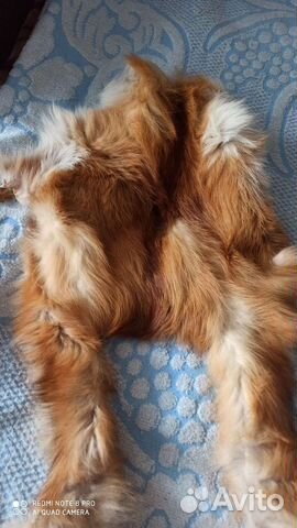 Продам шкурку лисы