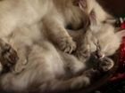Невские маскарадные котята с документами