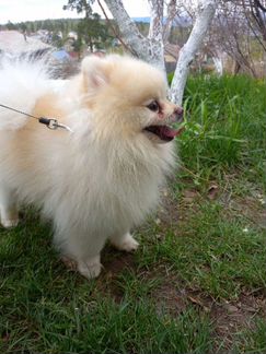 Вязка кобеля