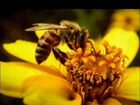 Опыление пчелами