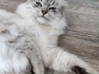 Невская маскарадная кошка сибирская