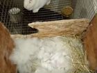Белый панон самки с крольчатами объявление продам