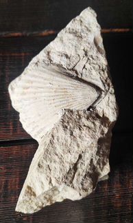 Окаменелость с отпечатком древних моллюсков