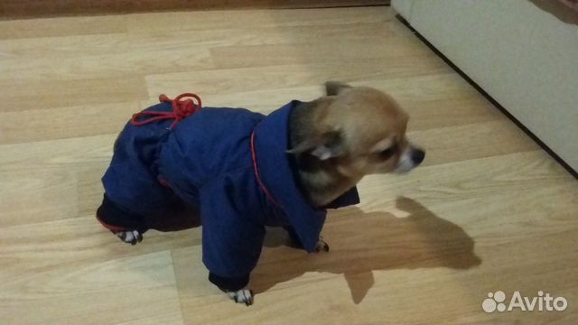 Пошив одежды для собак и кошек