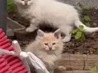 Ангорские котята ищут спасителя