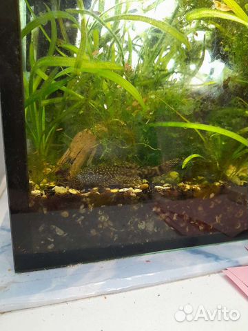 Анциструсы