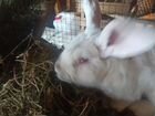 Кролики породы фландер объявление продам