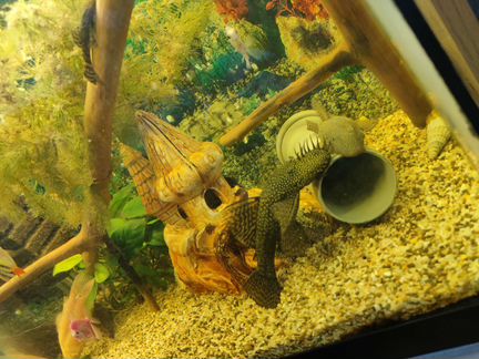 Аквариумные рыбки, растения