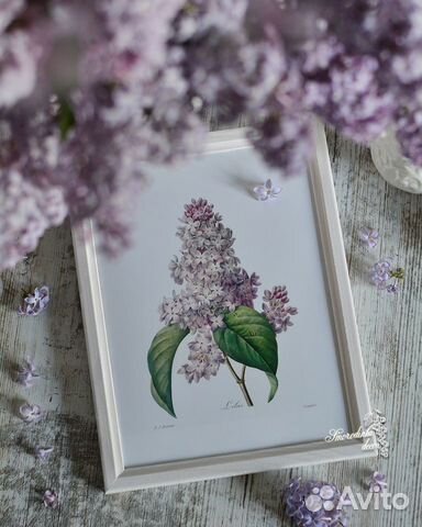 Ботаническая иллюстрация Сирень