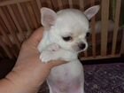 Чихуахуа мини щенок объявление продам