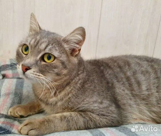 Котик в добрые руки