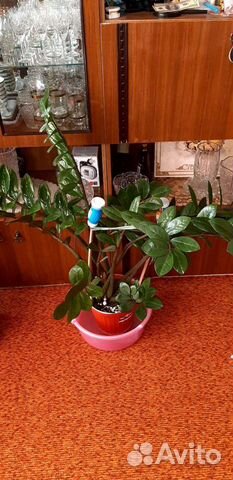 Цветок комнатный Замиокулькас