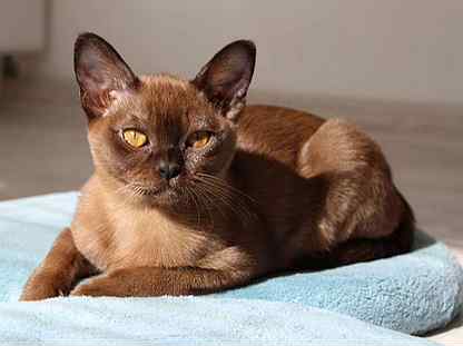 Бурманская Кошка Фото И Цена На Авито