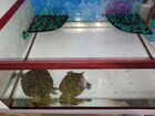 Черепахи красноухие + аквариум