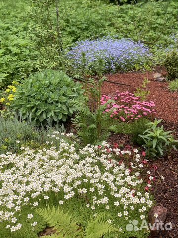 Многолетние растения, цветы, кустарники для сада