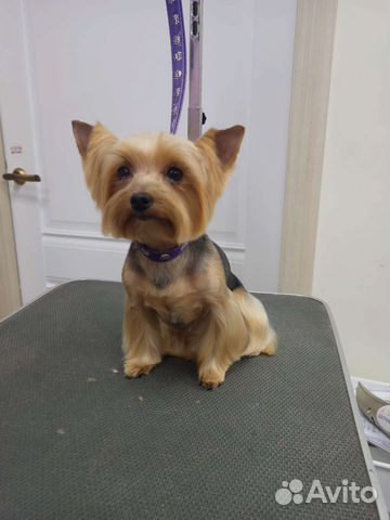 Груминг собак (стрижка собак)