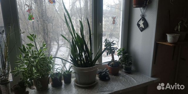 Комнатные цветы