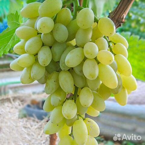 Саженцы Винограда Кишмиш Столетие доставка
