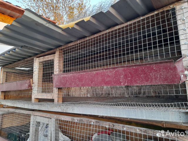 Клетки для несушек