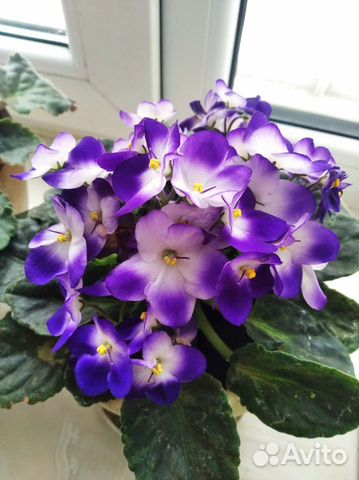 Сортовые фиалки