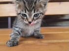 Котик сибирский в добрые ручки объявление продам