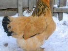 Цыплята Брама чистопородные