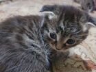 Котята сибирской кошки
