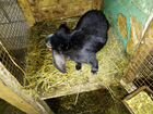 Кролики породы Рекс, Кролики Французские бараны объявление продам