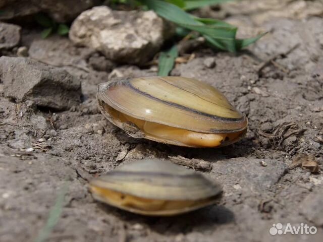 Перловицы в пруд, для пруда