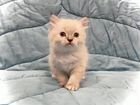 Невская маскарадная сибирская кошка объявление продам