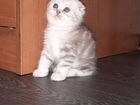 Шотланский котенок объявление продам