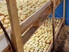 Продам ферму по выращиванию лука объявление продам