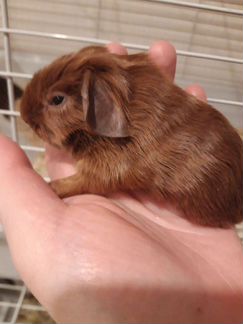 Морские свинки породистые