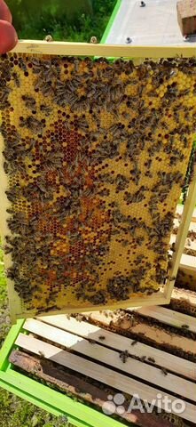 Пчелопакеты и пчеломатки карпатка карника 2023