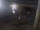Продаётся корова 3 года тёлка 11 месяцев каргополь объявление продам