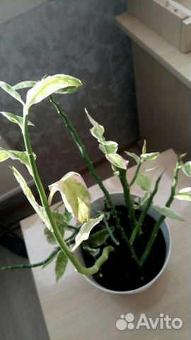 Педилантус