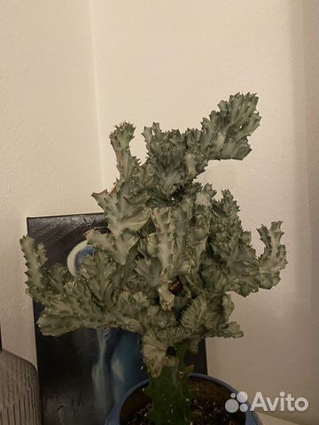 Эуфорбия кристата