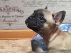 Французский бульдог щенки мини девочка объявление продам