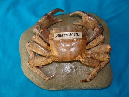 Сувенир краб
