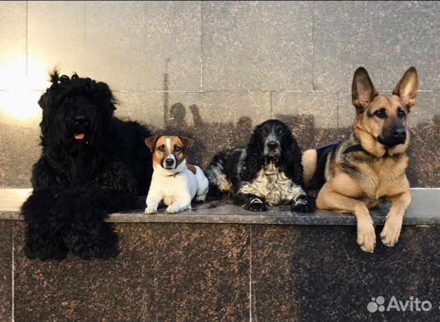 Дрессировка собак