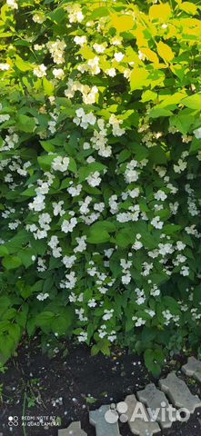 Чубушник, Сибирский Жасмин, много разных растений