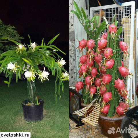 Питахайя, питайя, драконий фрукт